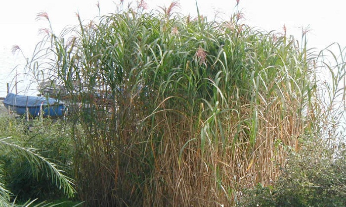 Miscanthus floridulus